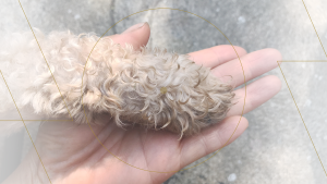 paw in hand