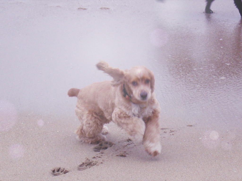 malak on the beach