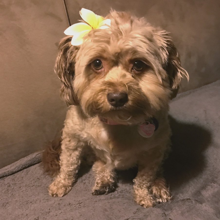 Dogi Daisy, VP of Doga Love