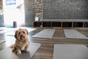 Daisy ready for doga