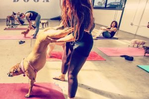 Doga Handstand